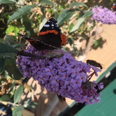 Buddleja