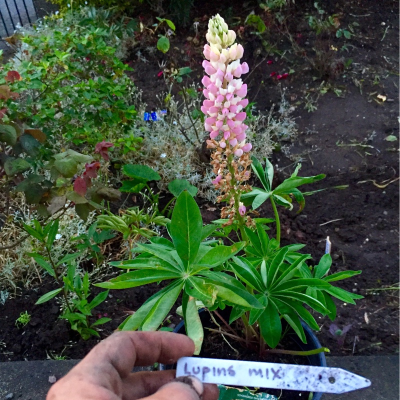 Plant image Lupinus Polyphyllus