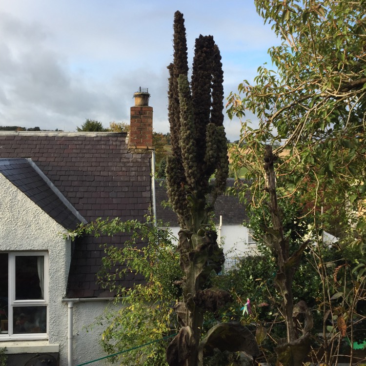 Plant image Echium