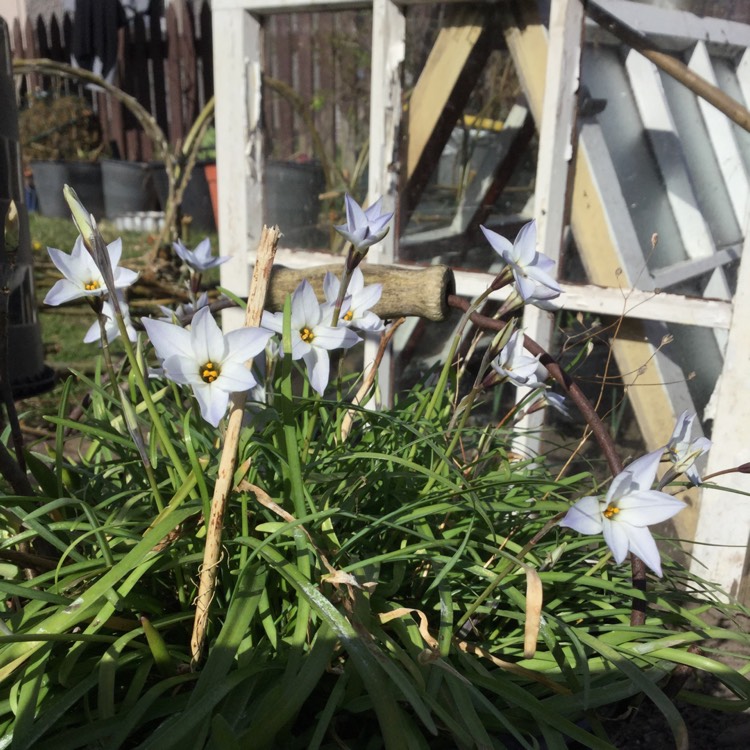 Plant image Ipheion uniflorum syn. Tristagma uniflora