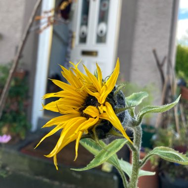 Helianthus annuus