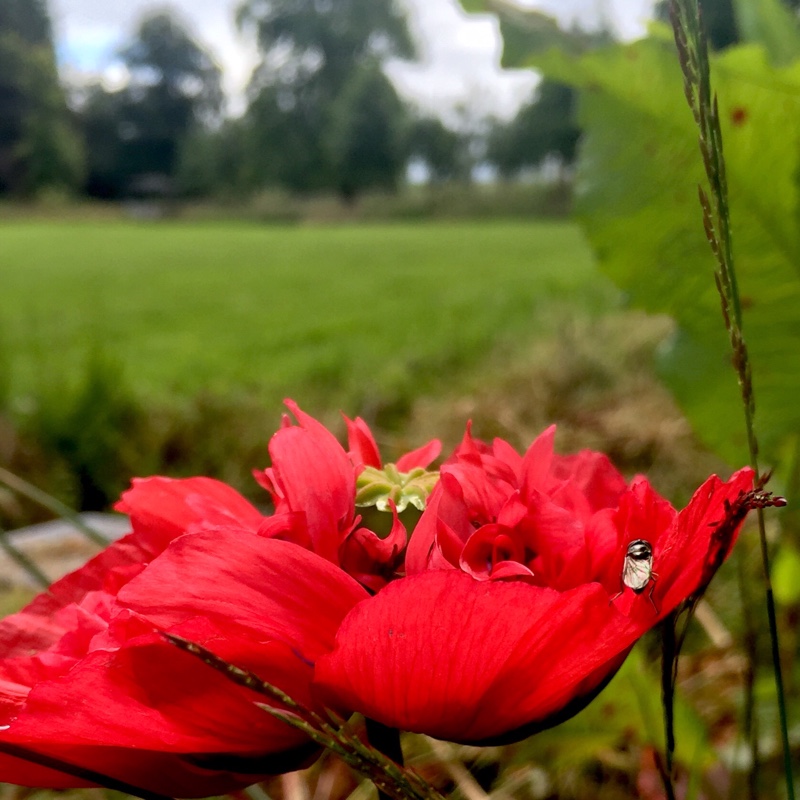 Papaver