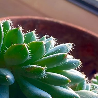 Echeveria