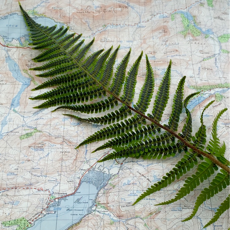 Polystichum aculeatum