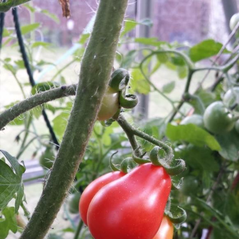 Plant image Solanum Lycopersicum 'Red Pear'