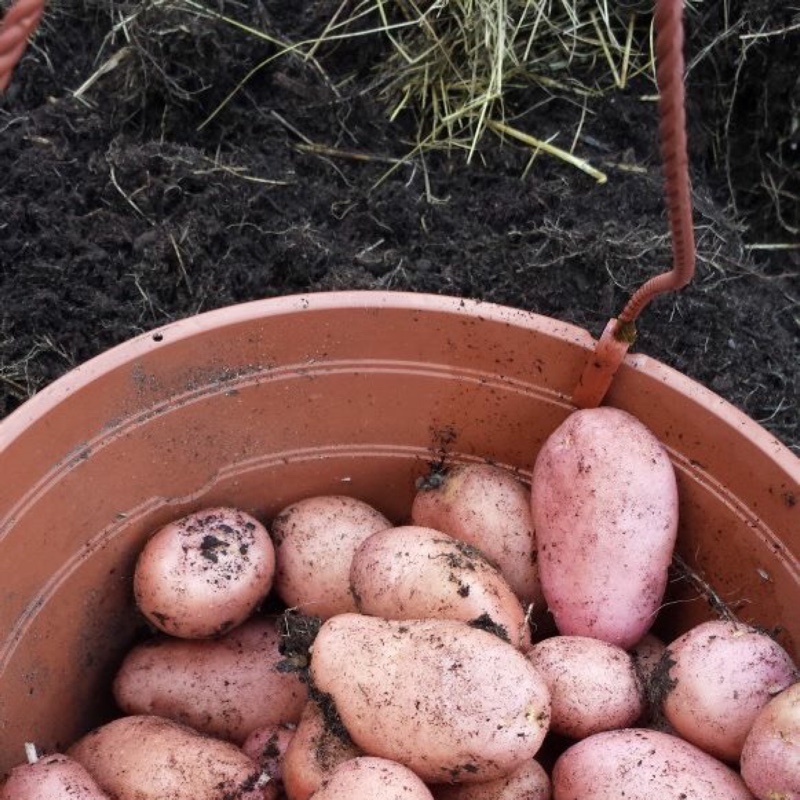 Plant image Solanum tuberosum 'Maris Bard'