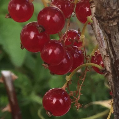 Ribes Rubrum