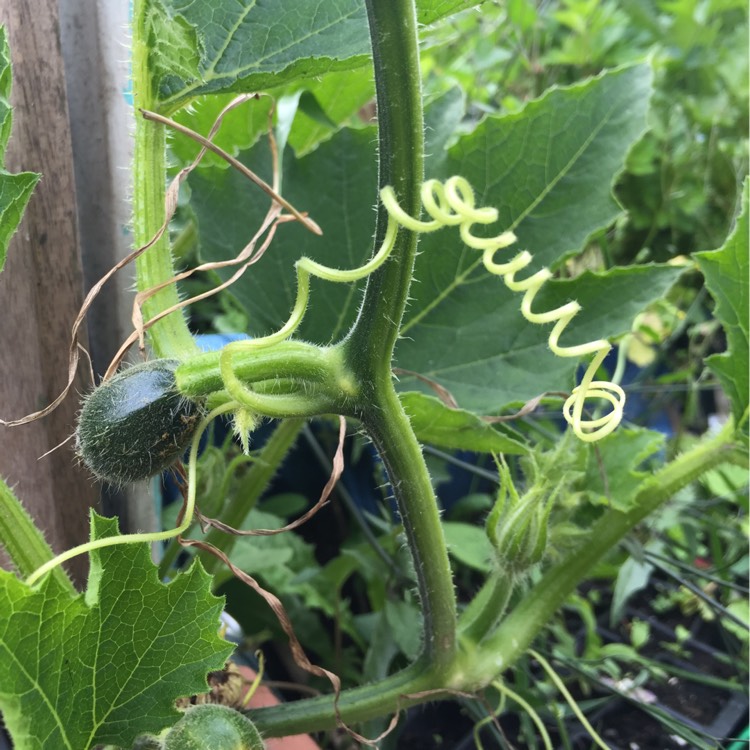 Plant image Cucurbita Pepo var. Cylindrica 'Romanesco'