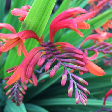 Crocosmia