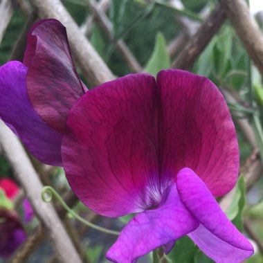 Lathyrus odoratus