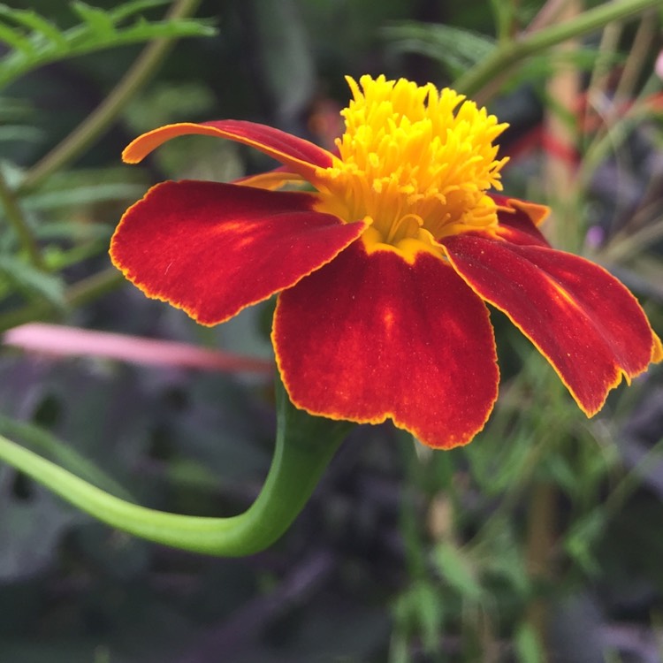 Plant image Tagetes patula 'Cinnabar'