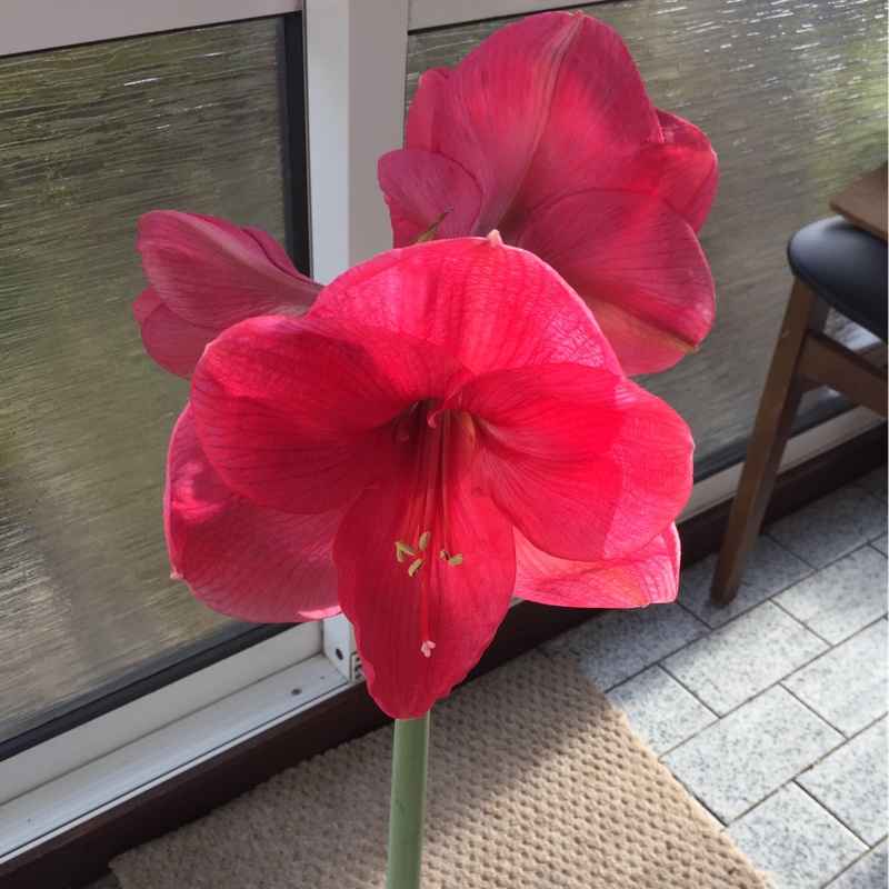 Plant image Hippeastrum 'Candy Floss'