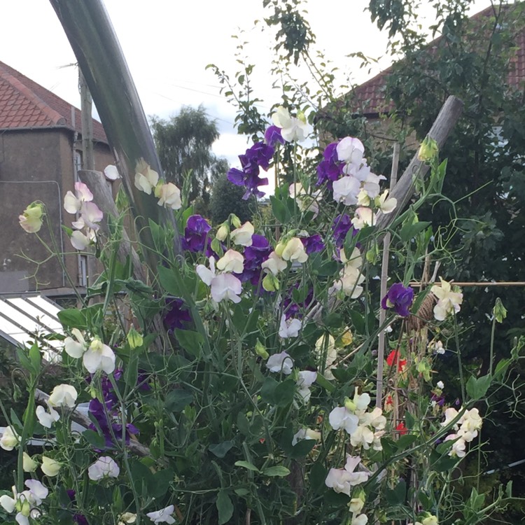 Plant image Lathyrus Odoratus 'Wuthering Heights'