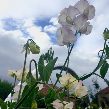 Lathyrus odoratus