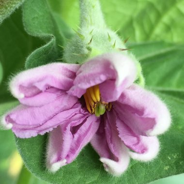 Solanum melongena 'Black Beauty'