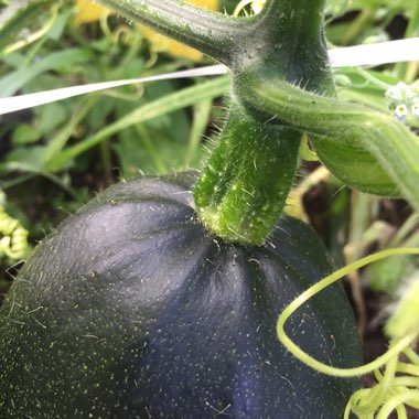 Cucurbita