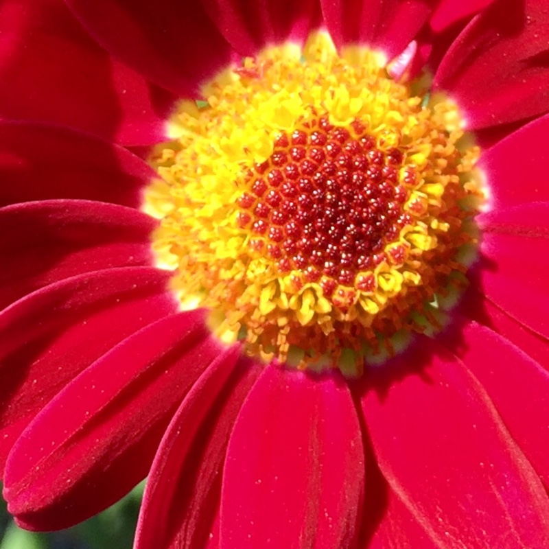 Argyranthemum 'Summit White'