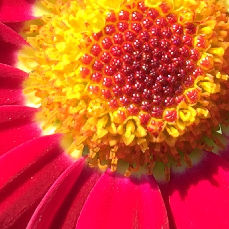 Argyranthemum frutescens 'Meteor Red'