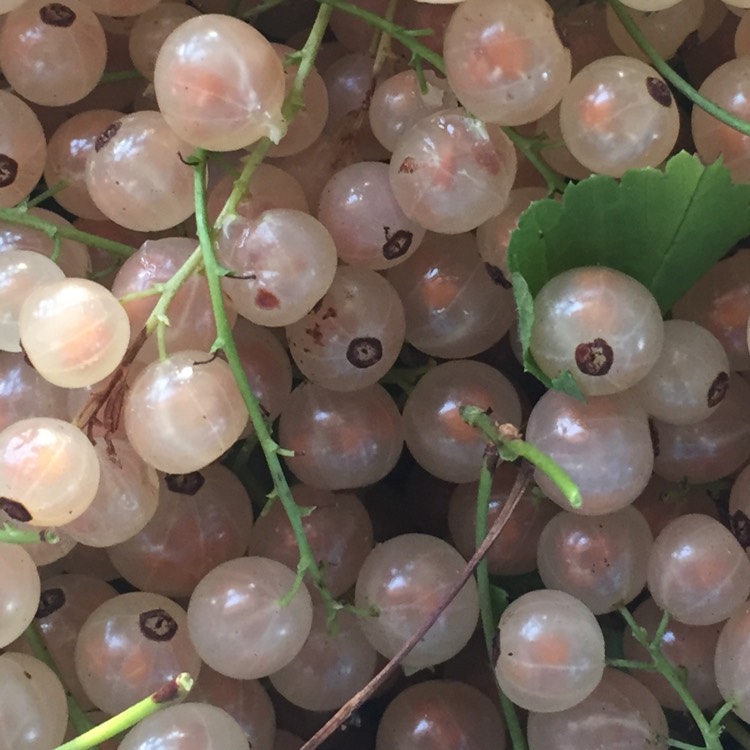 Plant image Ribes Rubrum 'White Grape'