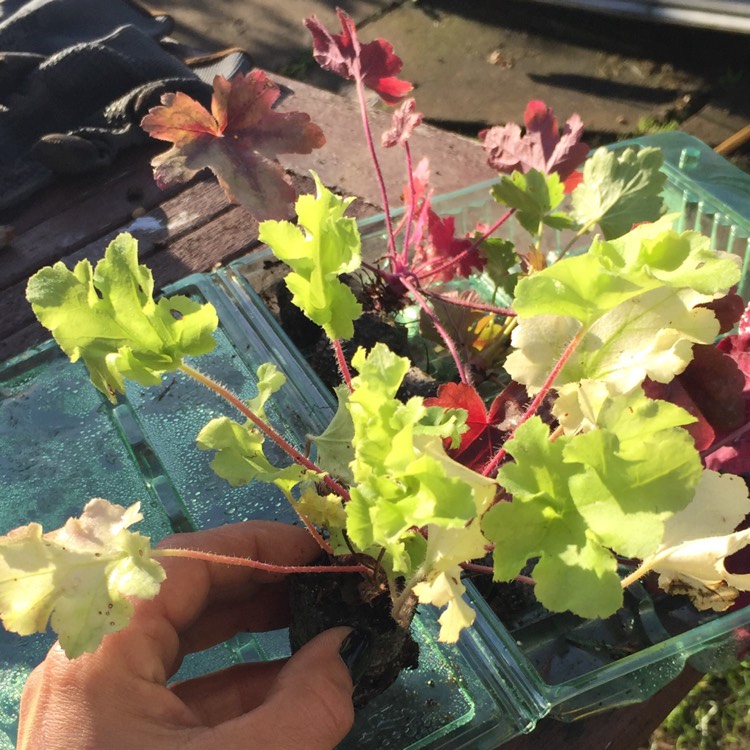 Plant image x Heucherella 'Gold Cascade'