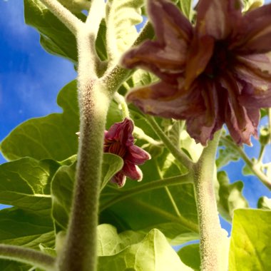 Solanum melongena 'Black Beauty'