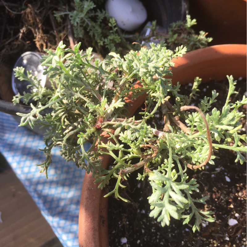 Plant image Artemisia canariensis