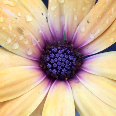 Osteospermum