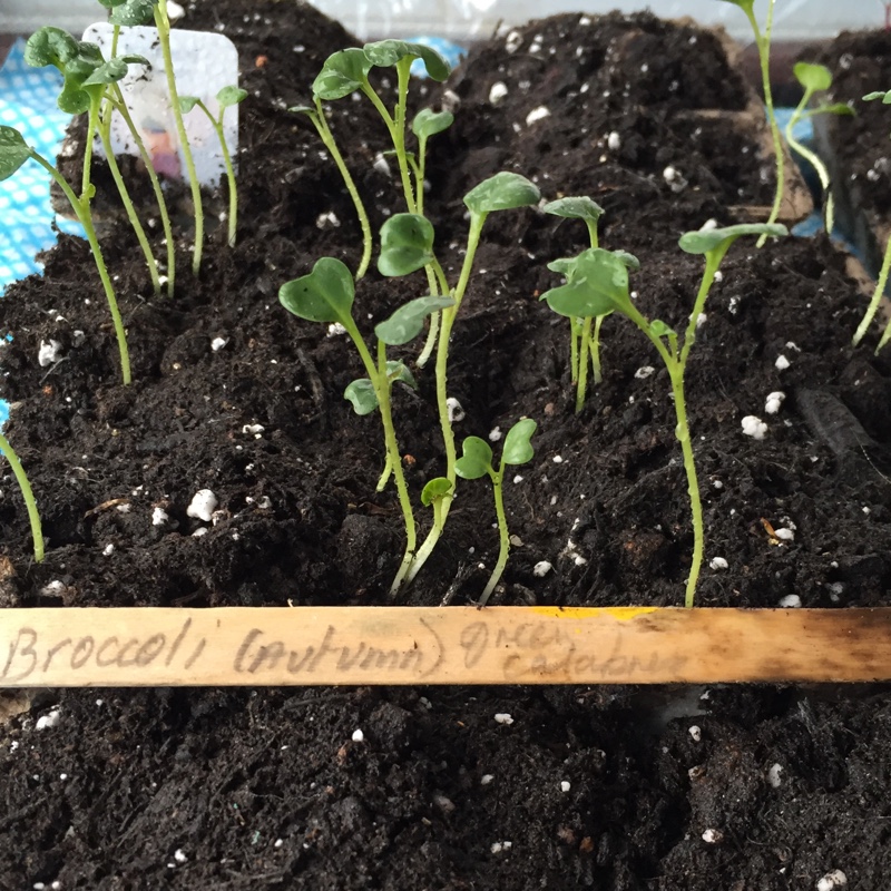 Brassica Oleracea var. Italica 'Autumn Spear'