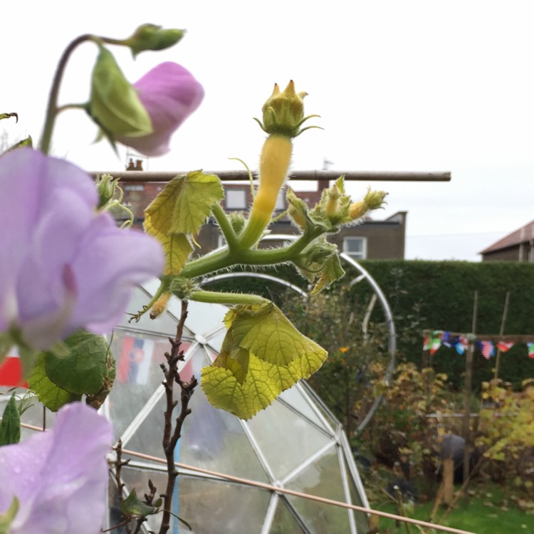 Plant image Cucurbita Pepo 'Yellow Scallop'