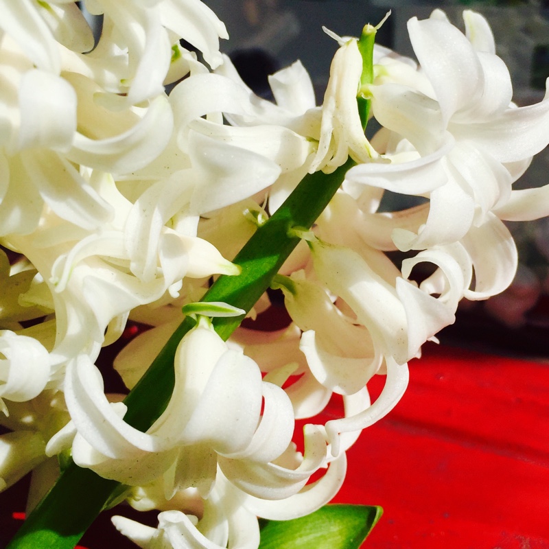 Hyacinthus orientalis