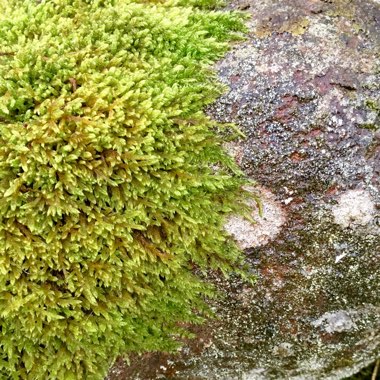 Sphagnum Moss