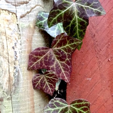 Hedera Canariensis