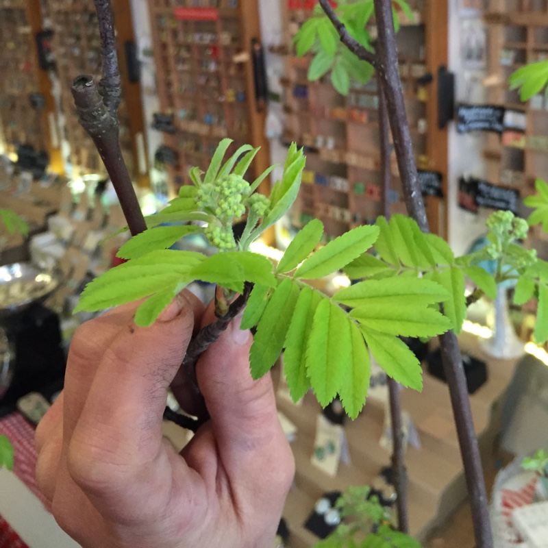 Plant image Sambucus nigra subsp. canadensis.