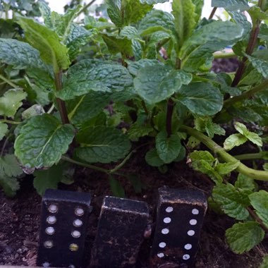 Mentha x piperita f. citrata 'Lemon'