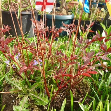 Astilbe x arendsii 'Amethyst'