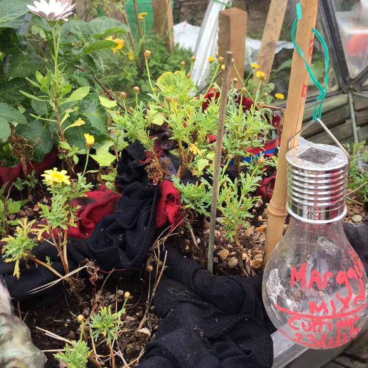 Plant image Argyranthemum frutescens 'Meteor Red'