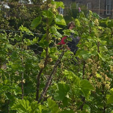 Ribes Rubrum 'Jonkheer Van Tets'