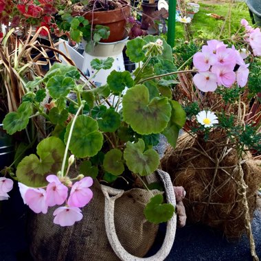 Pelargonium 'Bold Ann'