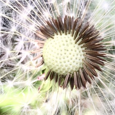 Taraxacum officinale