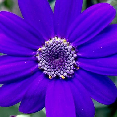 Pericallis x hybrida 'Sunsenebabu' (Senetti Series) syn. Pericallis 'Senetti Baby Blue'