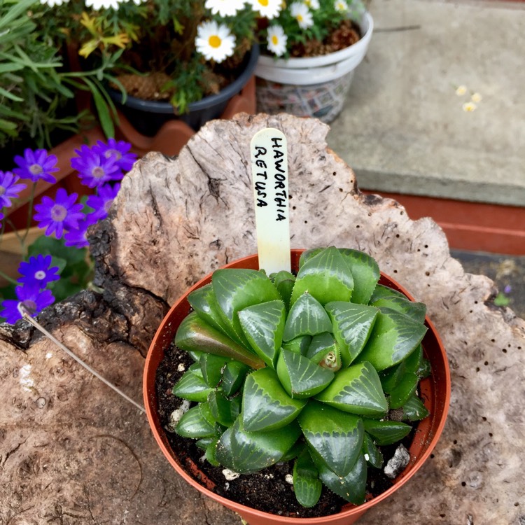 Plant image Haworthia retusa