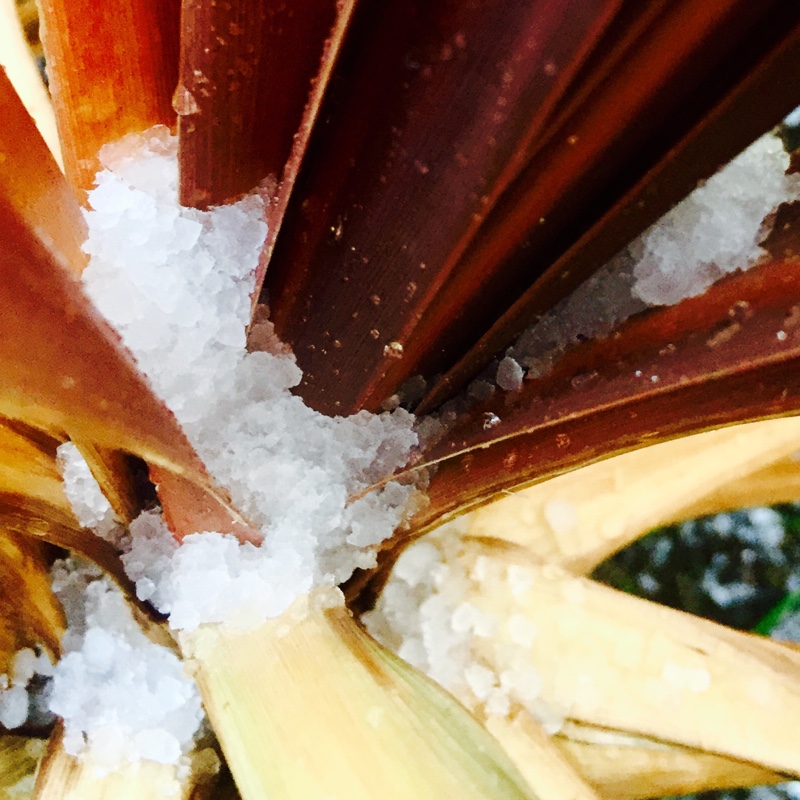 Cordyline australis 'Black Night'