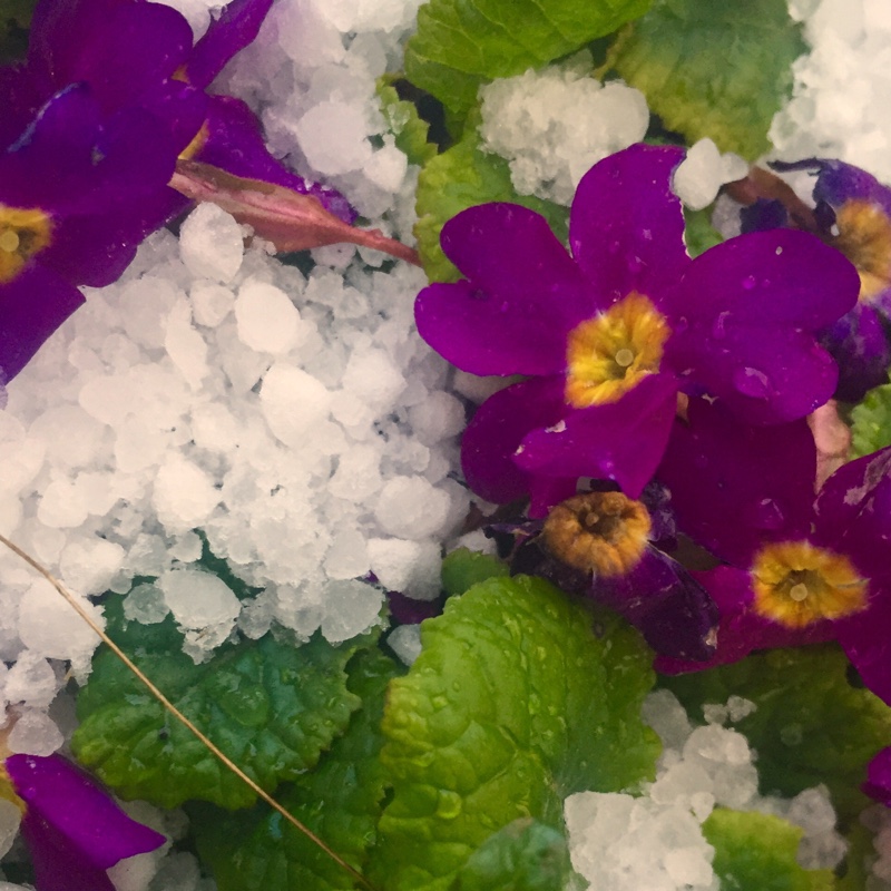 Primula 'Wanda'