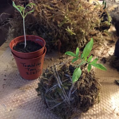 Solanum Lycopersicum var. cerasiforme 'Tumbler'