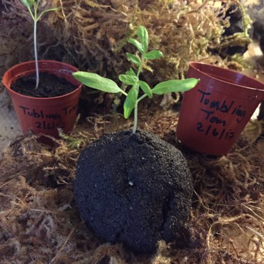 Solanum Lycopersicum var. cerasiforme 'Tumbler'