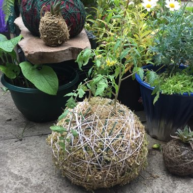 Solanum lycopersicum 'Tumbling Tom'