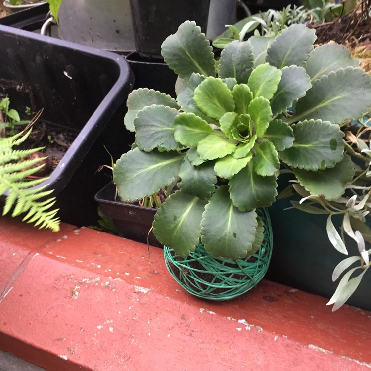 Plant image Saxifraga umbrosa 'Primuloides'