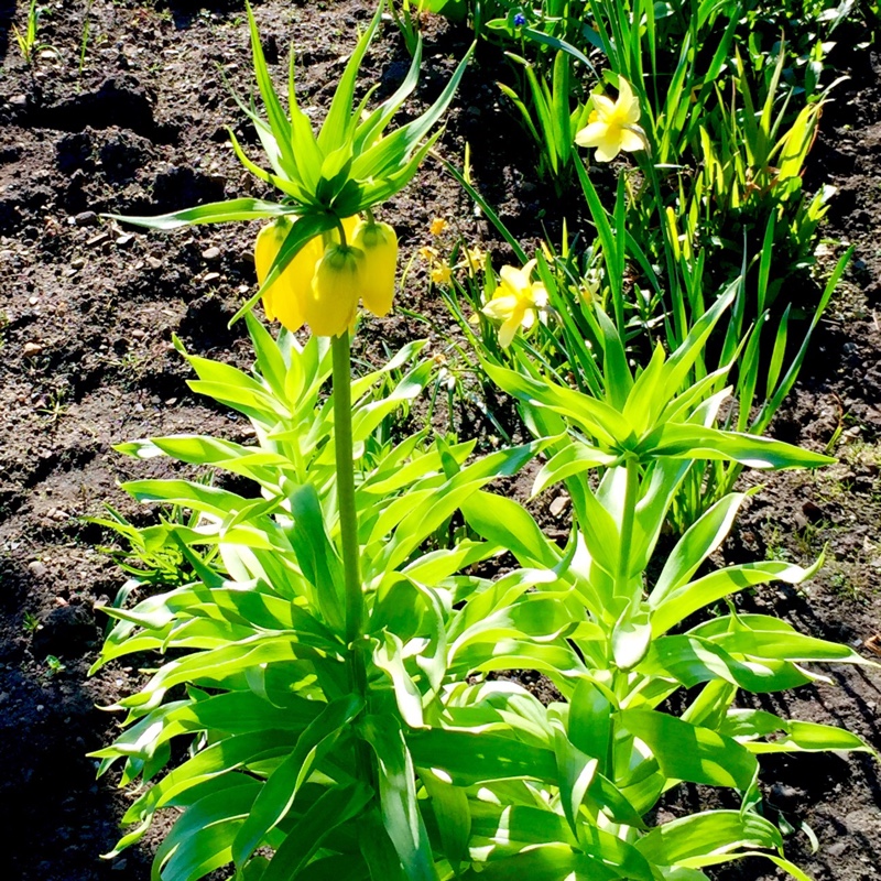 Fritillaria imperialis 'Maxima Lutea' syn. Fritillaria imperialis 'Lutea Maxima'