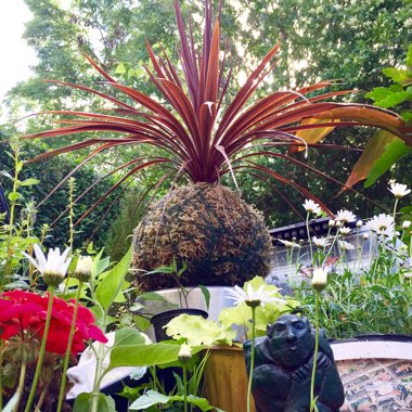 Cordyline 'Red Star'