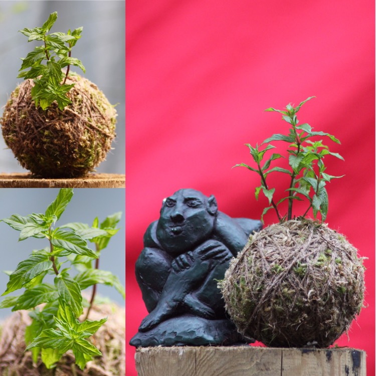 Plant image Mentha x piperita f. citrata 'Lemon'